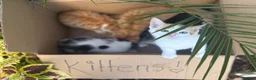 European cats for sale: Beautiful colourful kittens - Advert 12