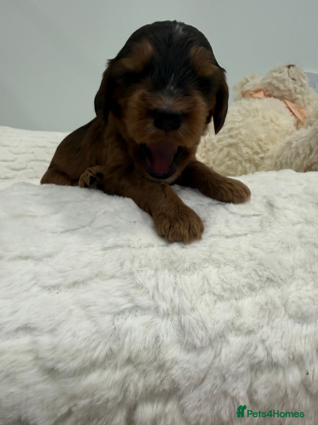 Cockapoo dogs for sale: 11 red sable, f1 cockapoo. KC & DNA clear parents - Advert 3