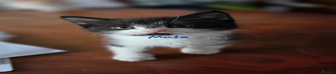 Mixed Breed Kitten 1