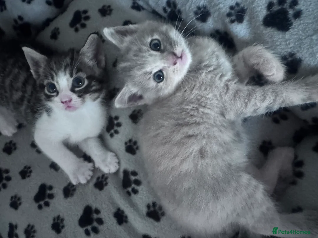 Mixed Breed cats for sale: 🌟 stunning mixed breed kittens 🌟 - Advert 10