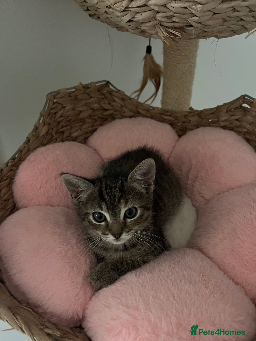 Mixed Breed cats for sale: Kittens for sale  - Advert 4