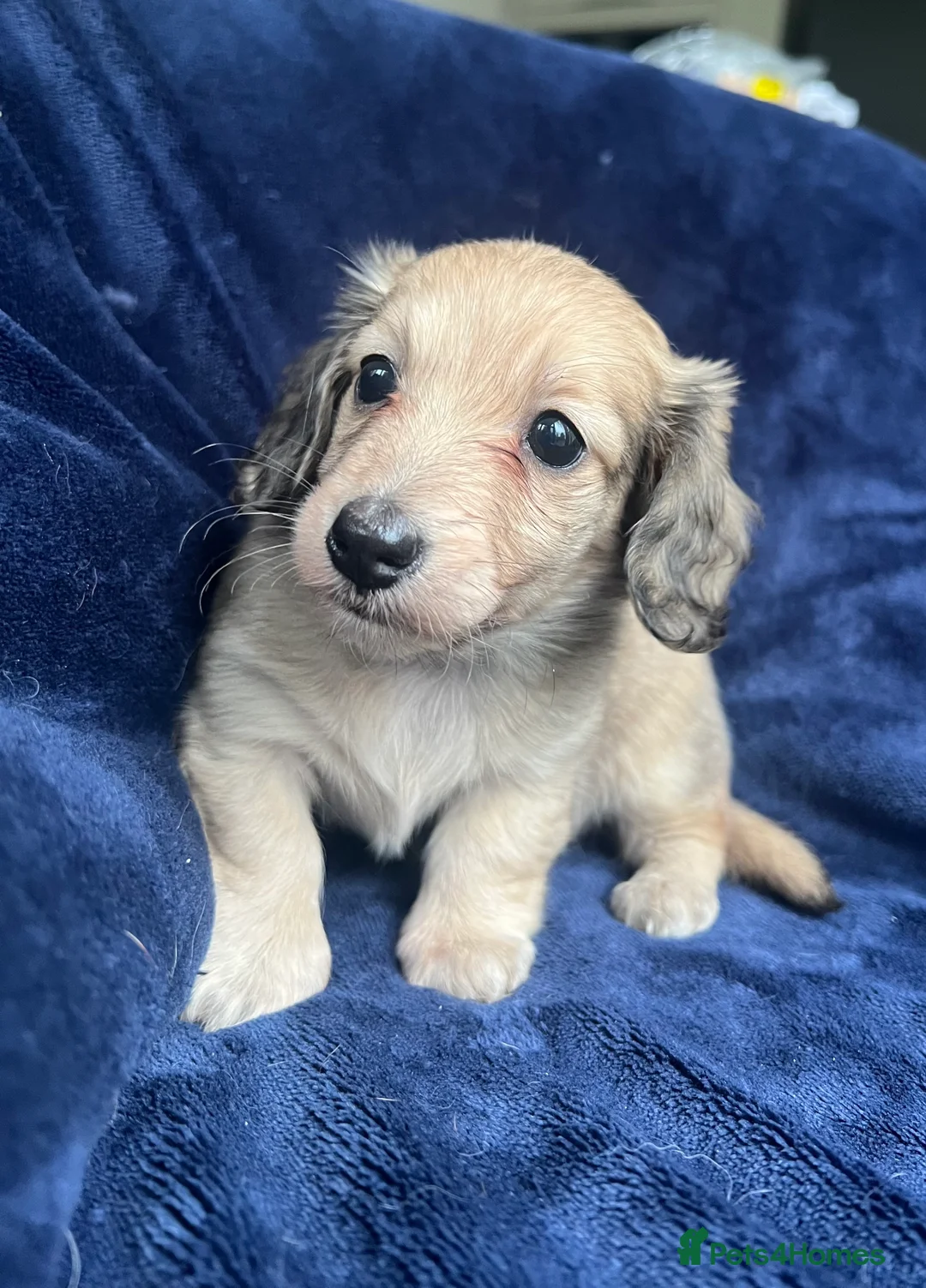 Miniature Dachshund dogs for sale: Shaded cream miniature dachshund girl - Advert 2