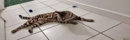 Bengal cats for sale: TICA Purebred rosetted Bengal Kittens - Advert 7