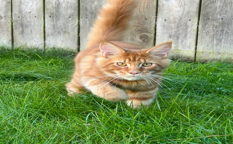 Maine Coon cats - Advert 4