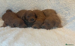Cavapoo dogs for sale: F1 stunning red Cavapoo Girls  - Image 1