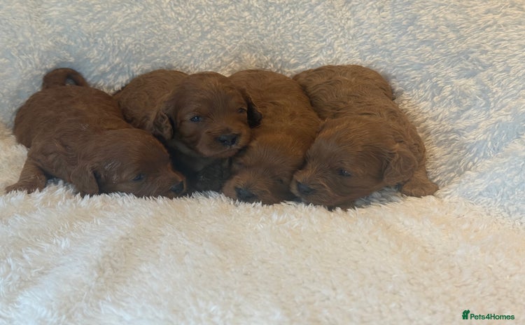 Cavapoo dogs - Advert 1