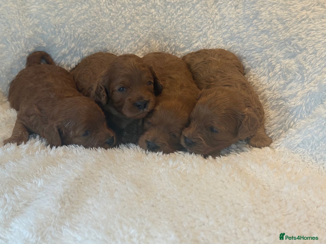 Cavapoo dogs for sale: F1 stunning red Cavapoo Girls  - Image 1