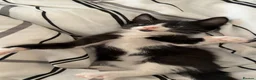 Mixed Breed cats for sale: Tuxedo kittens - Advert 11