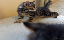 British Longhair cats for sale: Stunning kittens  - Advert 7