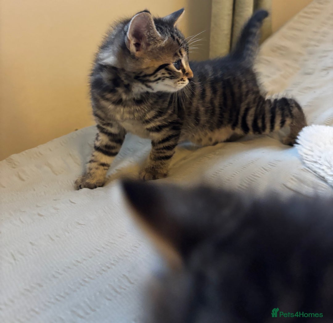 British Longhair cats for sale: Stunning kittens  - Advert 7