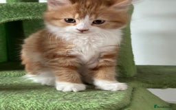 Maine Coon cats for sale: Stunning Kitten Mainecoon Girls - Image 29