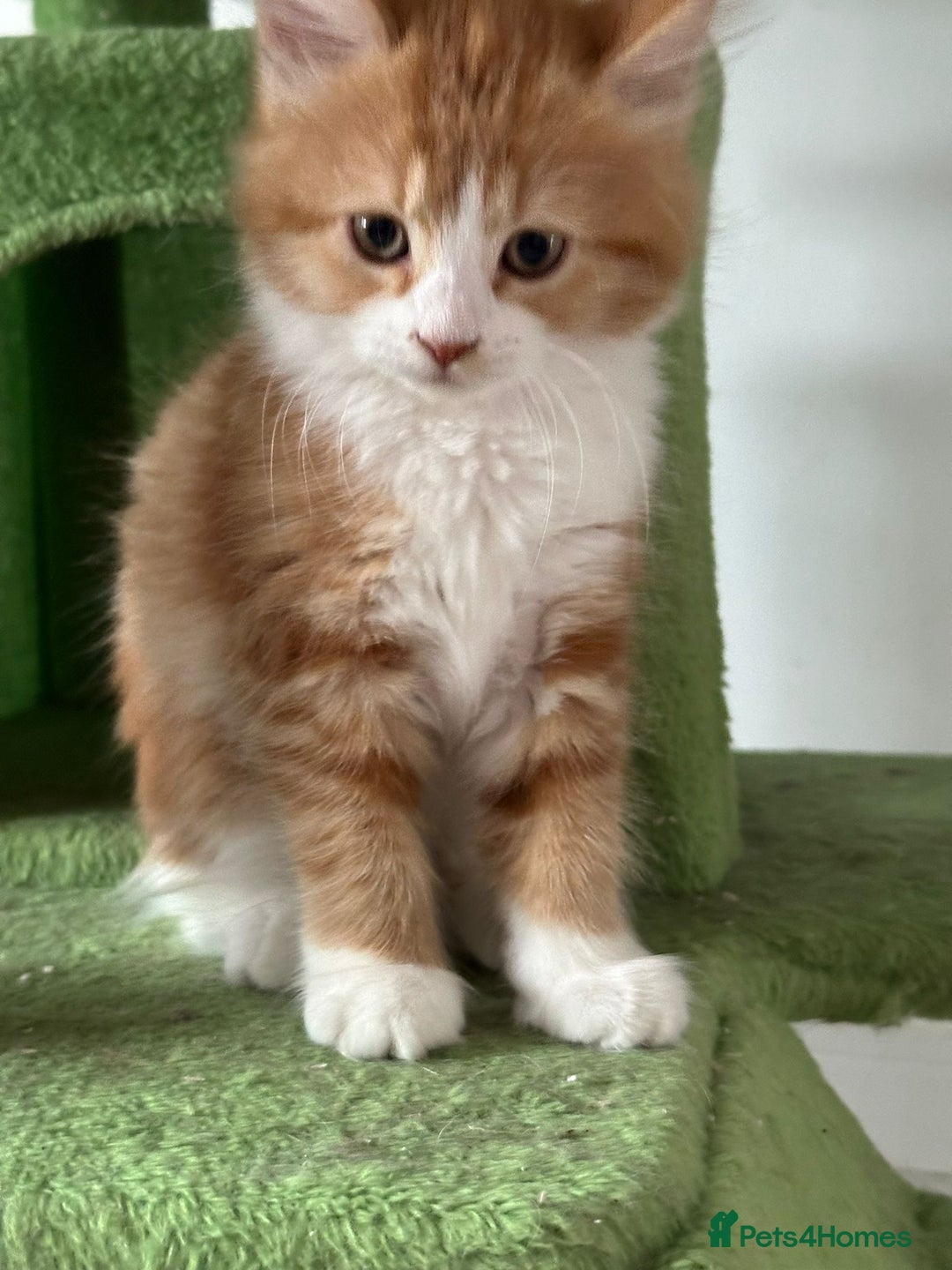 Maine Coon cats for sale: Stunning Kitten Mainecoon Girls - Image 29