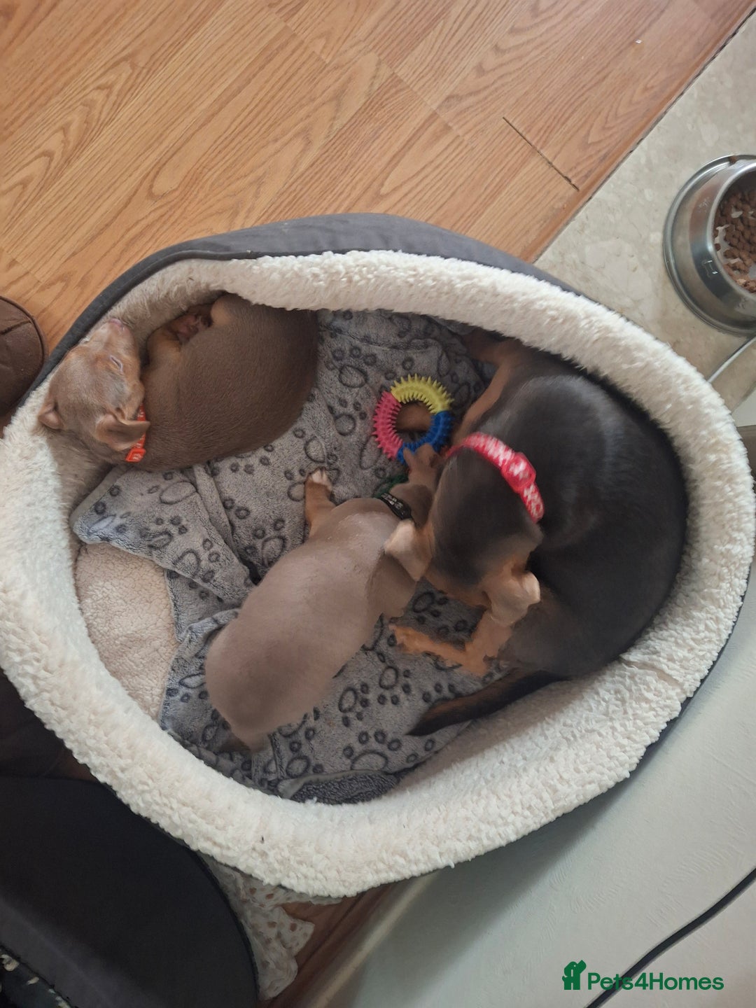 Jack Russell dogs for sale: Jack russell pups - Image 7