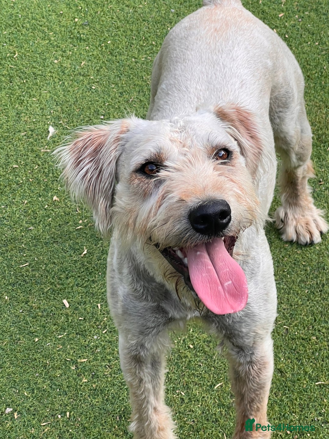 Soft Coated Wheaten Terrier dogs for sale: Irish Wheaton terrier  - Image 3