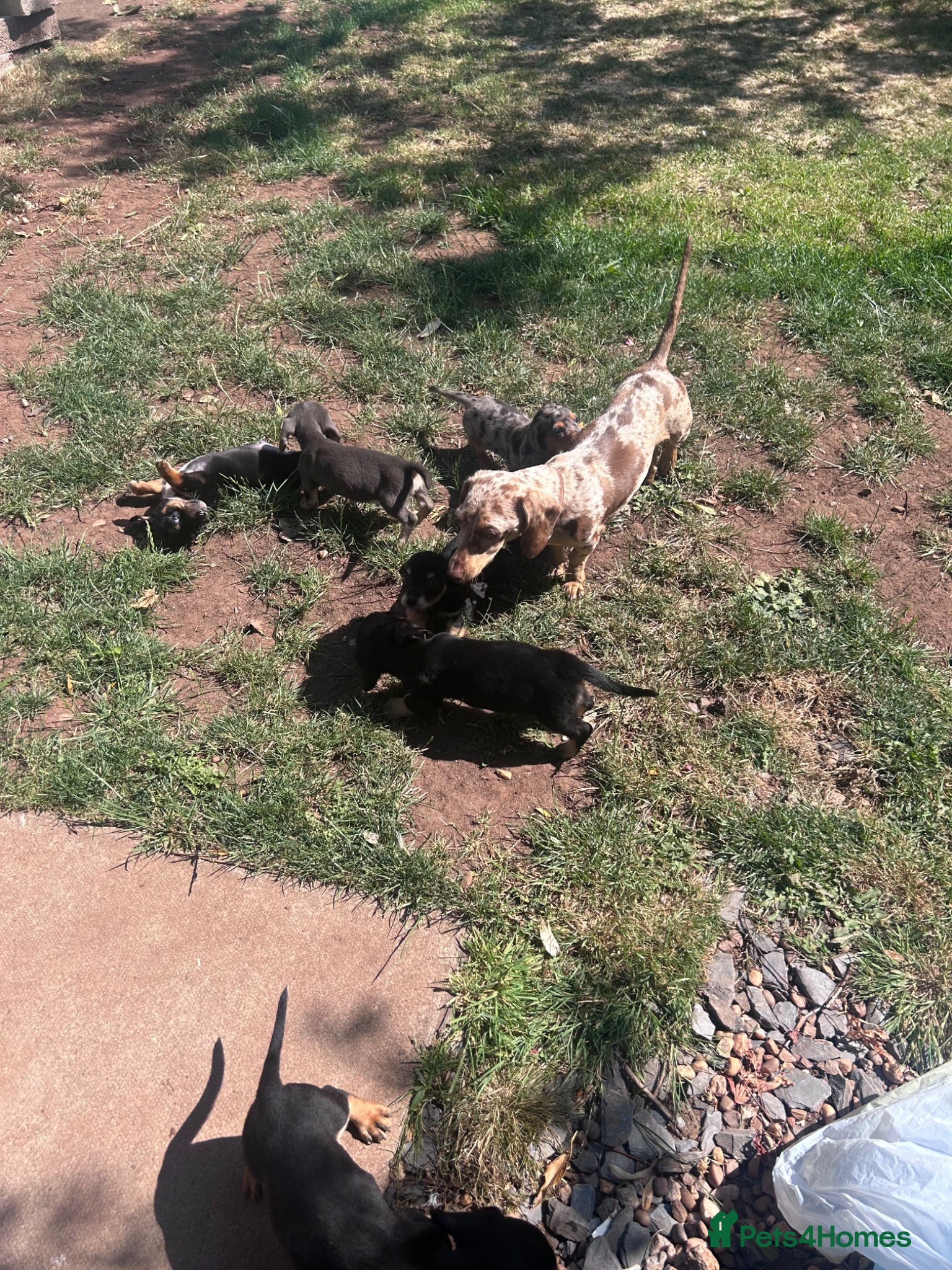 Miniature Dachshund dogs ****mini dachshunds *** - Advert 1