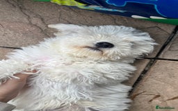 Mixed Breed dogs for sale: Bichon Mixed Breed  - Image 5