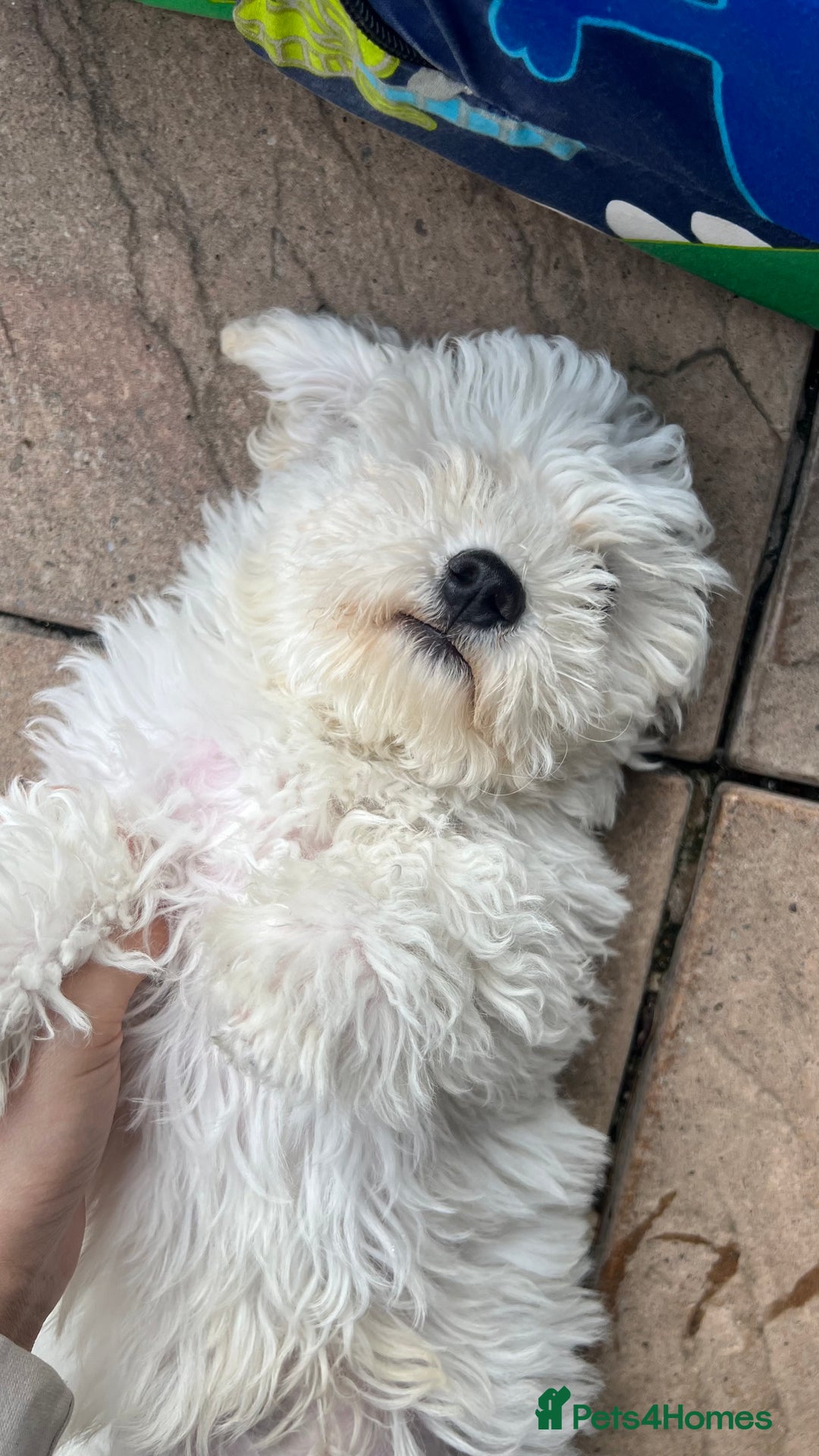Mixed Breed dogs for sale: Bichon Mixed Breed  - Image 5