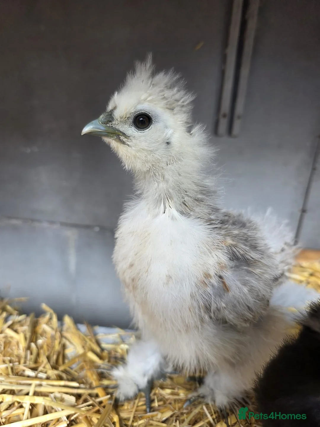 Chickens poultry for sale: 2 silkie chicks  - Advert 2