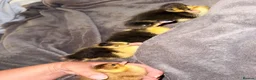 Ducks poultry for sale: Fertilised duck eggs  in Rochester - Advert 6