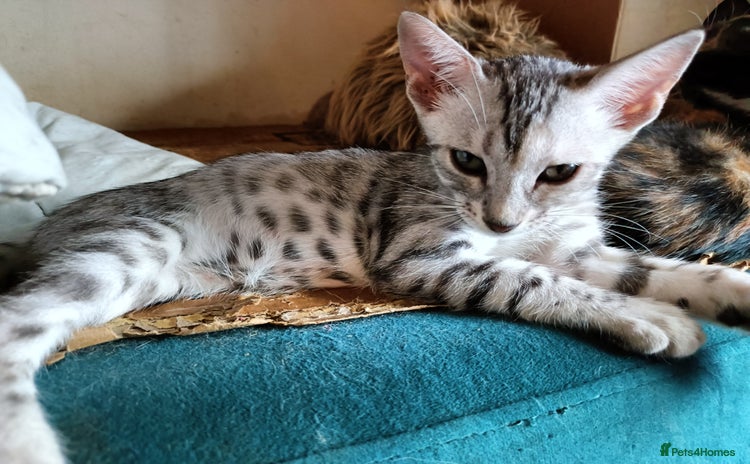 Bengal cats - Advert 1