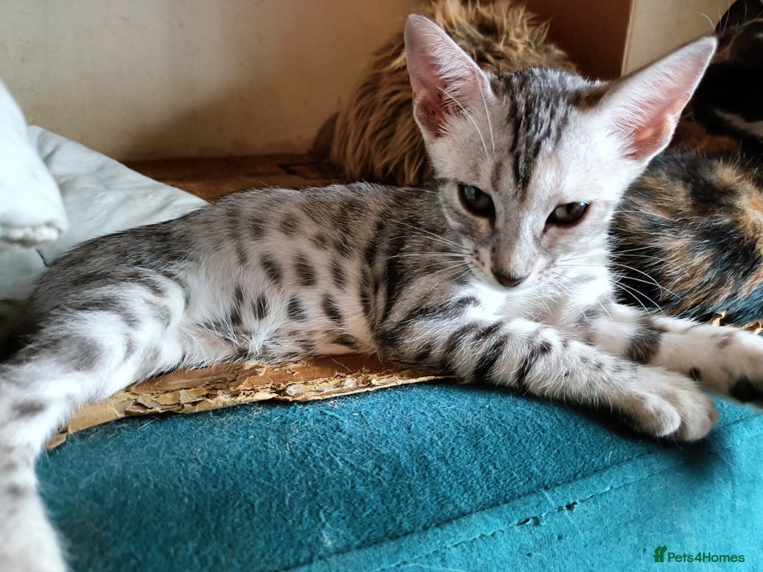 Bengal cats for sale: Bengal Mix Kittens High % Wild Asian Leopard Cat  - Image 11