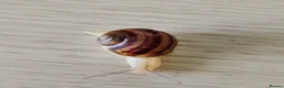 Snails invertebrates for sale: Precious little snails for sale  - Advert 3