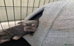 French Bulldog dogs for sale: Beautiful French Bulldog litter  - Image 12