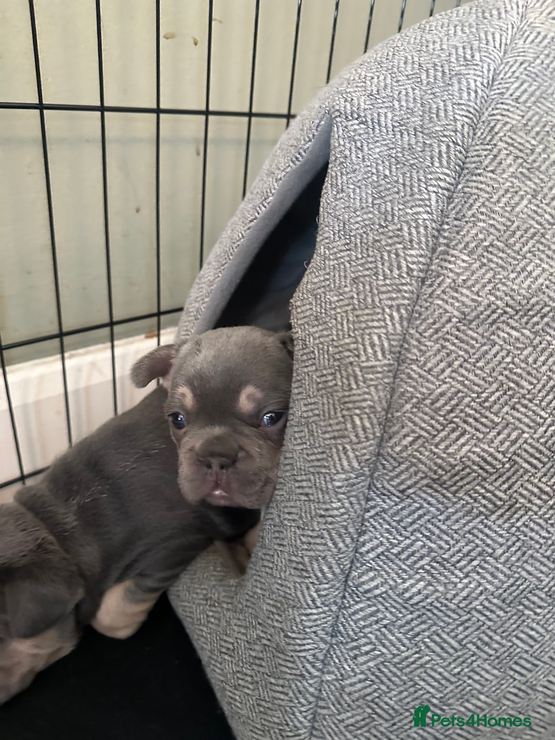 French Bulldog dogs for sale: Beautiful French Bulldog litter  - Image 12