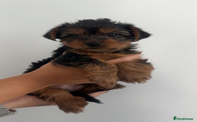 Yorkshire Terrier dogs - Advert 14