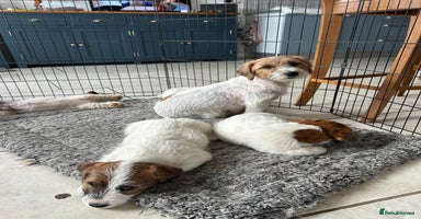 Jack Russell dogs - Advert 2