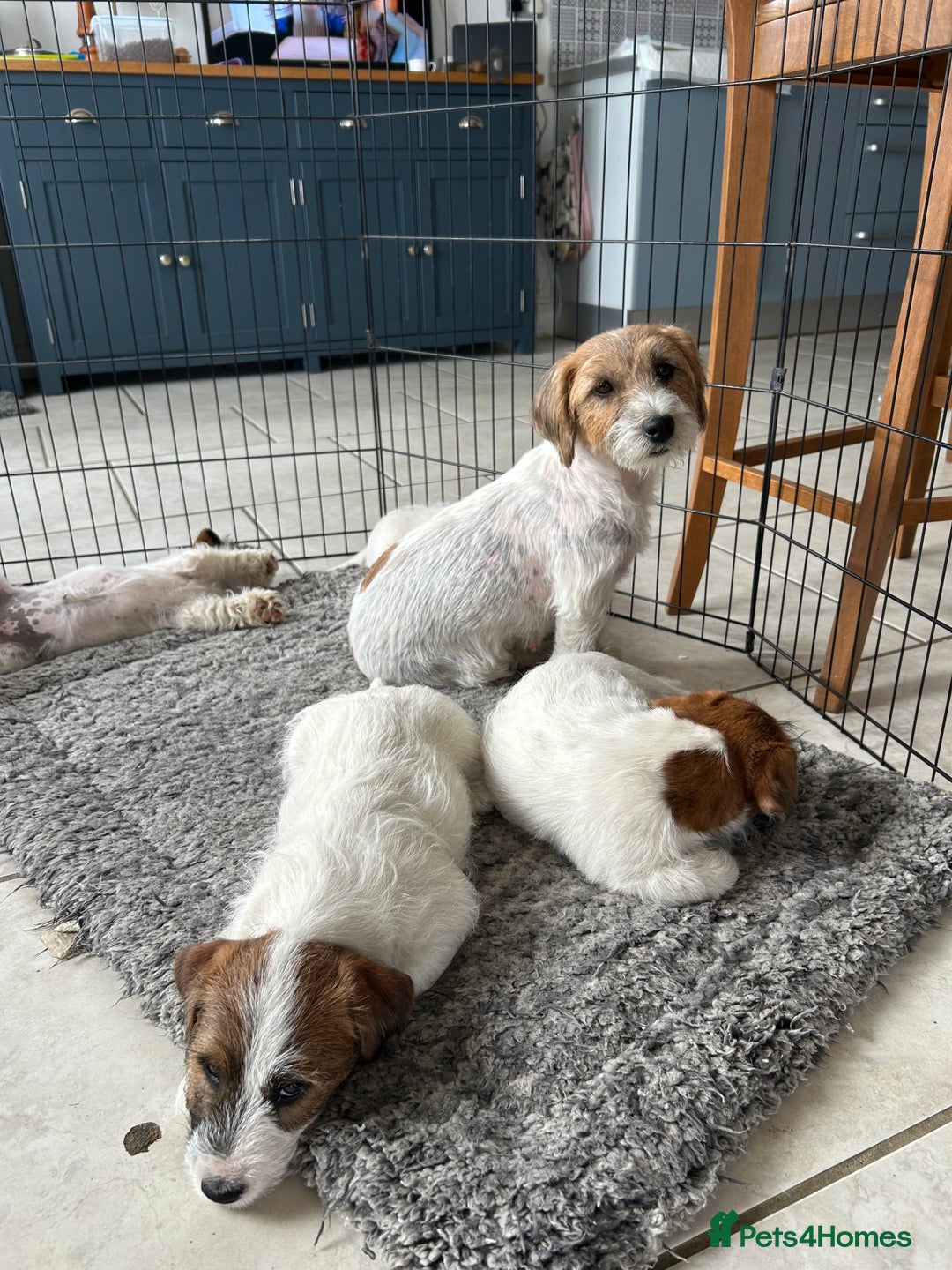 Jack Russell dogs for sale: 3 Beautiful Jack Russel Puppies  - Image 2
