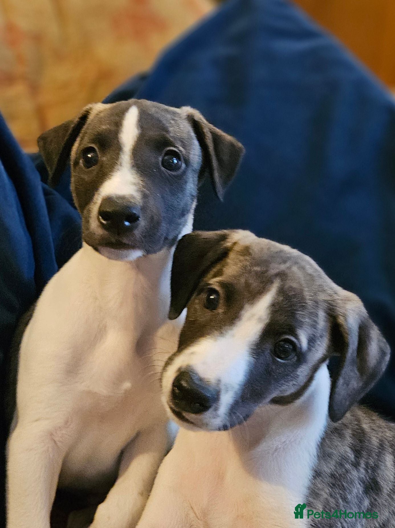 Whippet dogs KC Registered Whippet puppies - Advert 1