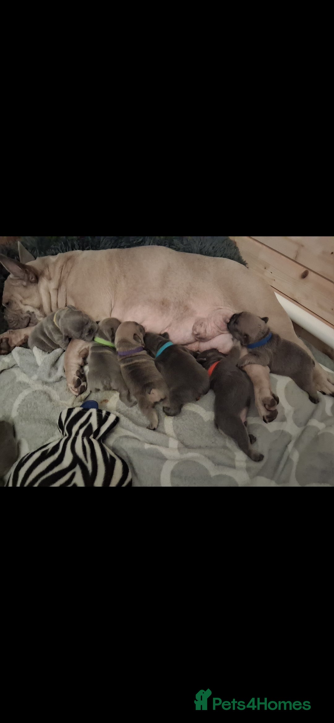 French Bulldog dogs for sale: French bulldogs - Advert 26