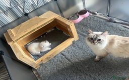 Ragdoll cats for sale: 5 Gccf registered Ragdoll kittens available  - Image 12