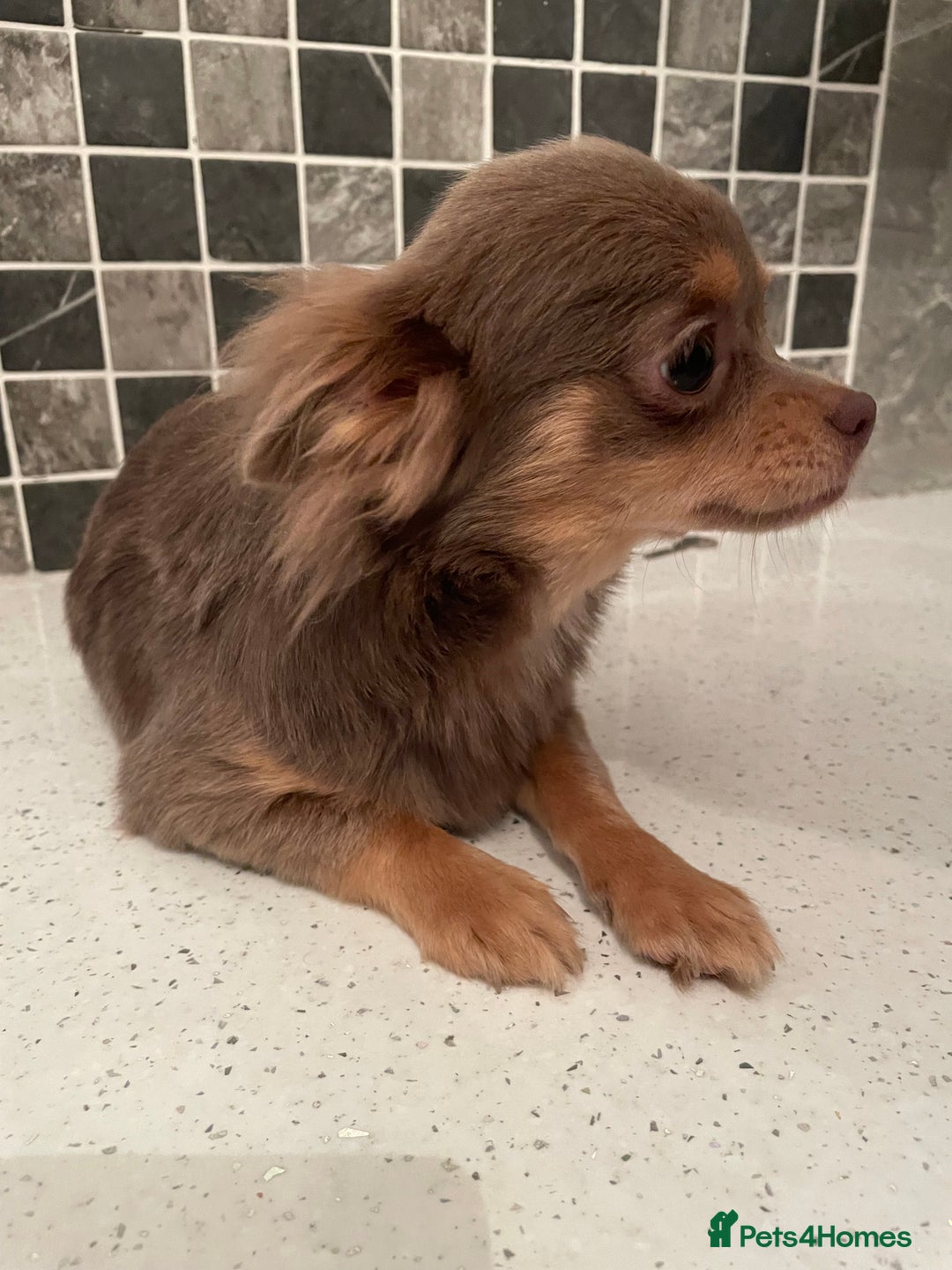 Chihuahua dogs for sale: Mini  **  chihuahua puppies  - Advert 4