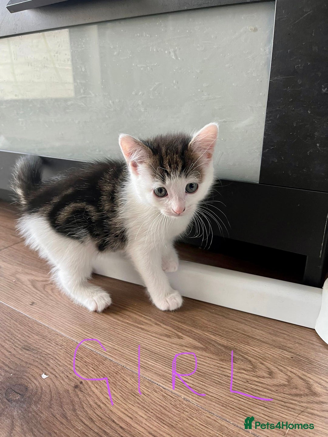 Mixed Breed cats for sale: Beautiful mixed litter  - Image 7