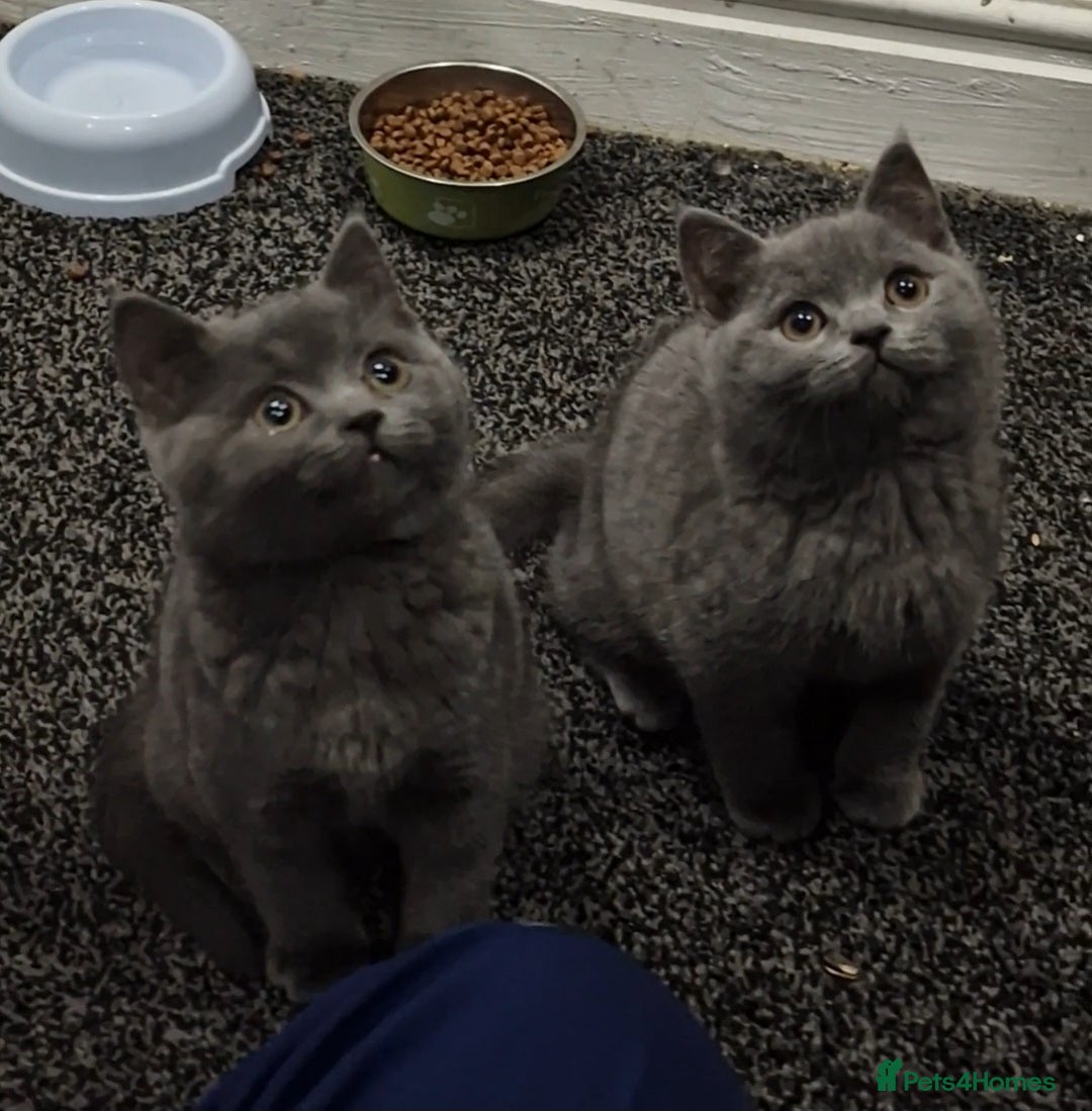 British Shorthair cats 2 Male British Shorthair Kittens For Sale! - Advert 1