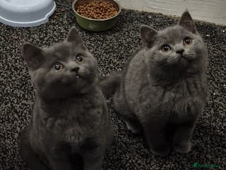 British Shorthair cats 2 Male British Shorthair Kittens For Sale! - Advert 1