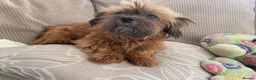 Shih Tzu dogs for sale: ** 2 Beautiful Shihtzu Girl Available  ** in Cambridge - Advert 15