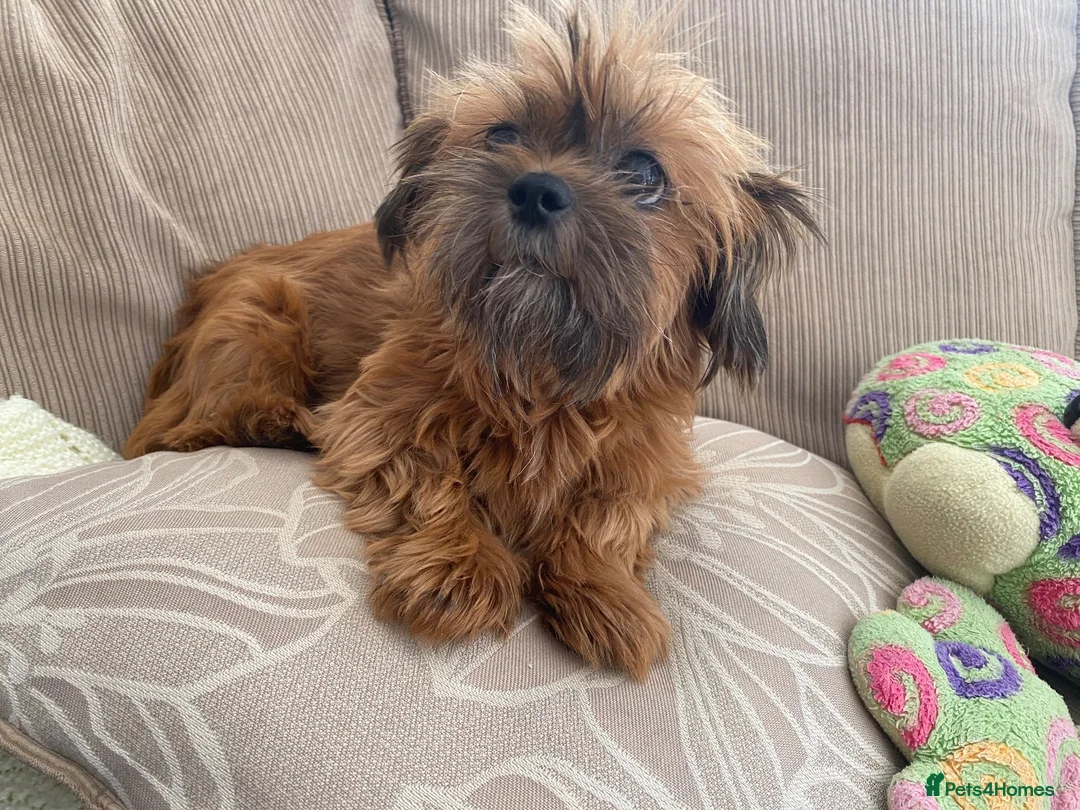 Shih Tzu dogs for sale: ** 2 Beautiful Shihtzu Girl Available  ** in Cambridge - Advert 15