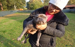 French Bulldog dogs for adoption: Meet BONNIE - a Lovely Girl, for a Loving Home - Image 11