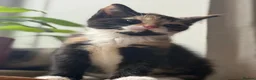 Mixed Breed cats for sale: Adorable kittens looking for loving homes - Advert 27
