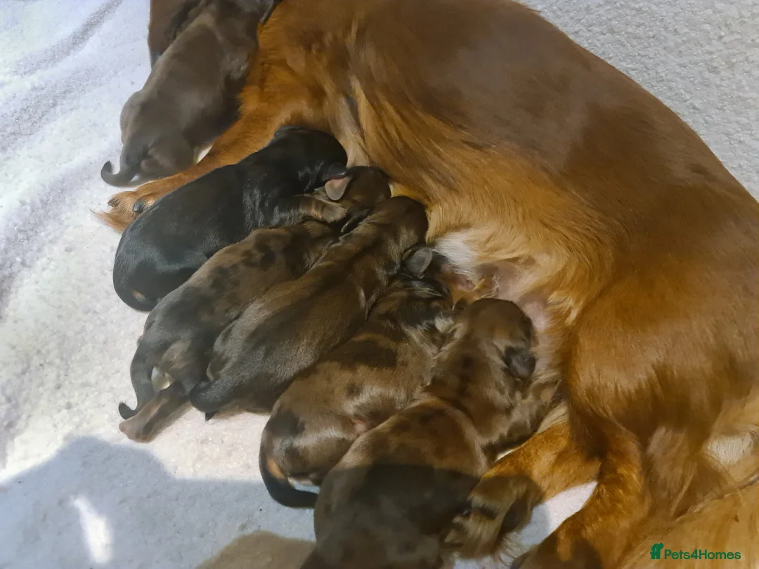 Miniature Dachshund dogs for sale: 6 beautiful long-haired dachshund pupps - Advert 2