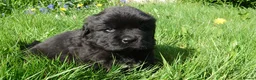 Newfoundland dogs for sale: Beautiful RKC registered Newfoundland Puppies - Advert 2