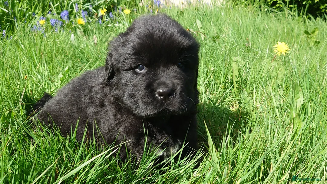 Newfoundland dogs for sale: Beautiful RKC registered Newfoundland Puppies - Advert 2