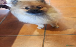 Pomeranian dogs for sale: Beautiful girl Pom - Image 2
