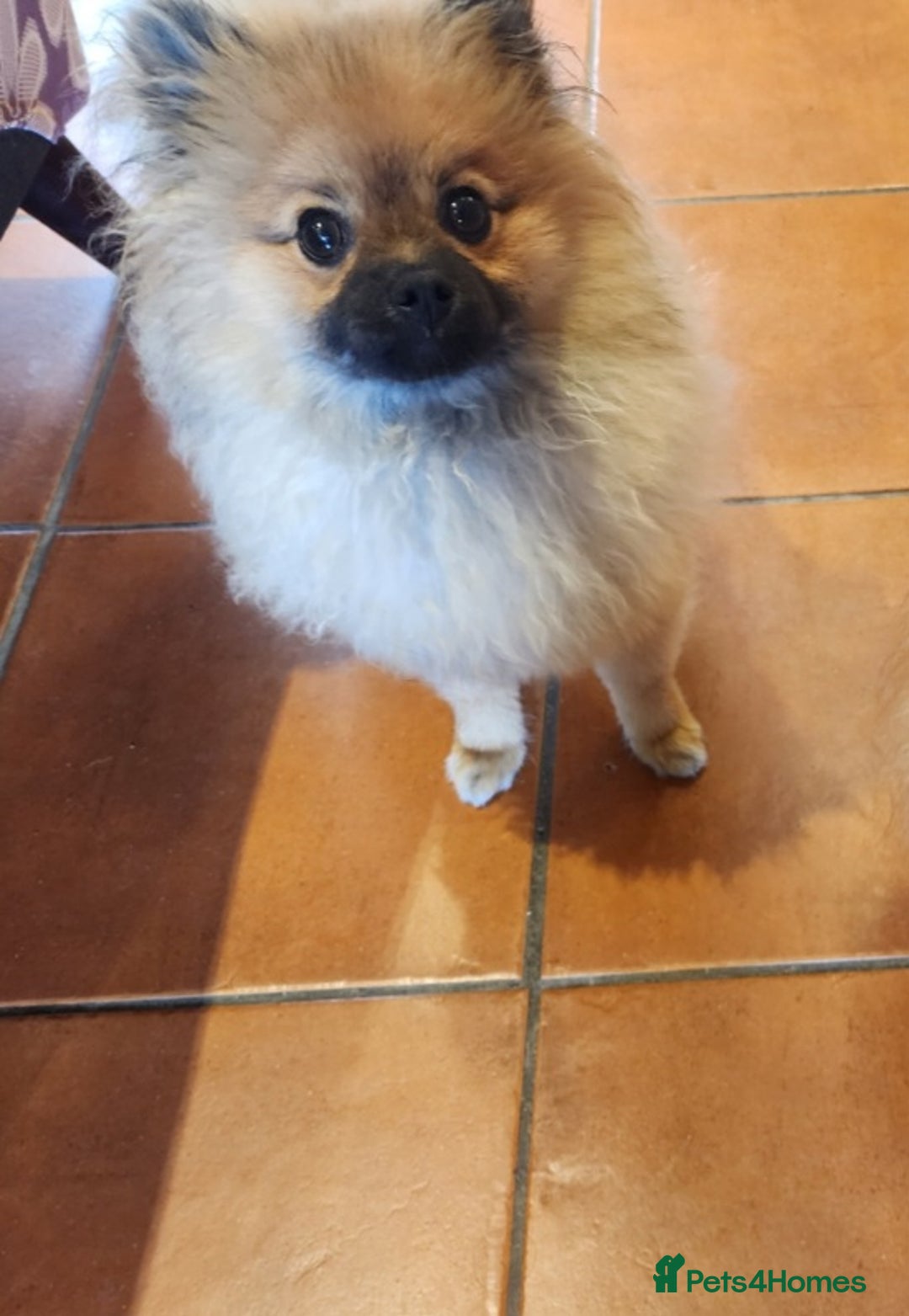 Pomeranian dogs for sale: Beautiful girl Pom - Image 2