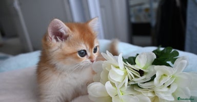 British Shorthair cats - Advert 14