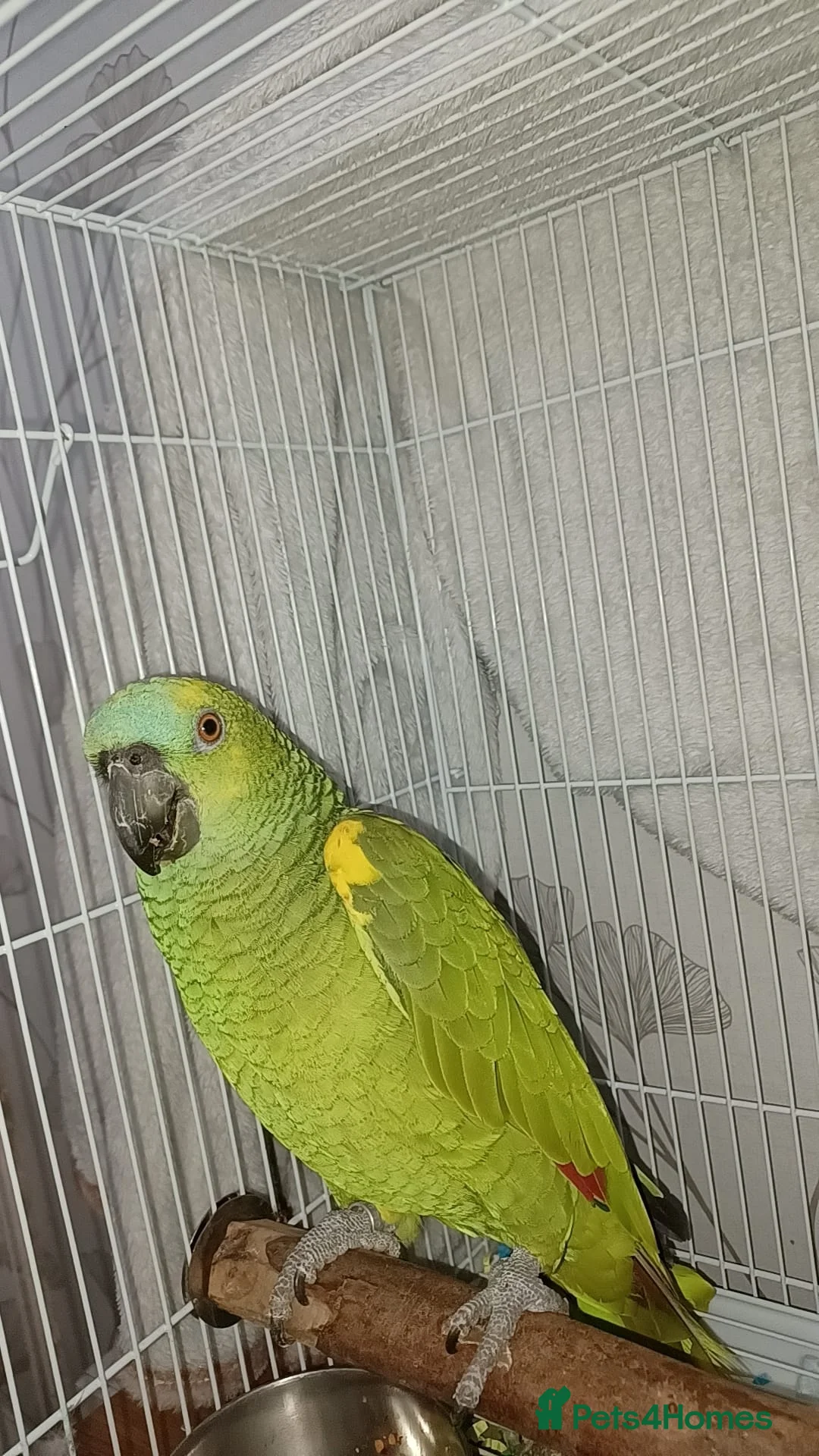 Parrots birds for sale: Beautiful blue fronted amazon parrot - Advert 2