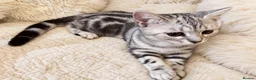 British Shorthair cats for sale: Stunning Silver BSH Kittens GCCF Champion Lines - Advert 5